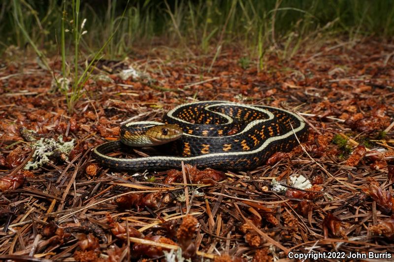 Red-Spotted Gartersnake (Thamnophis sirtalis concinnus)