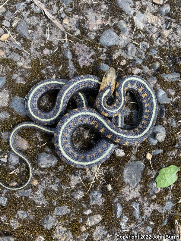 Red-Spotted Gartersnake (Thamnophis sirtalis concinnus)