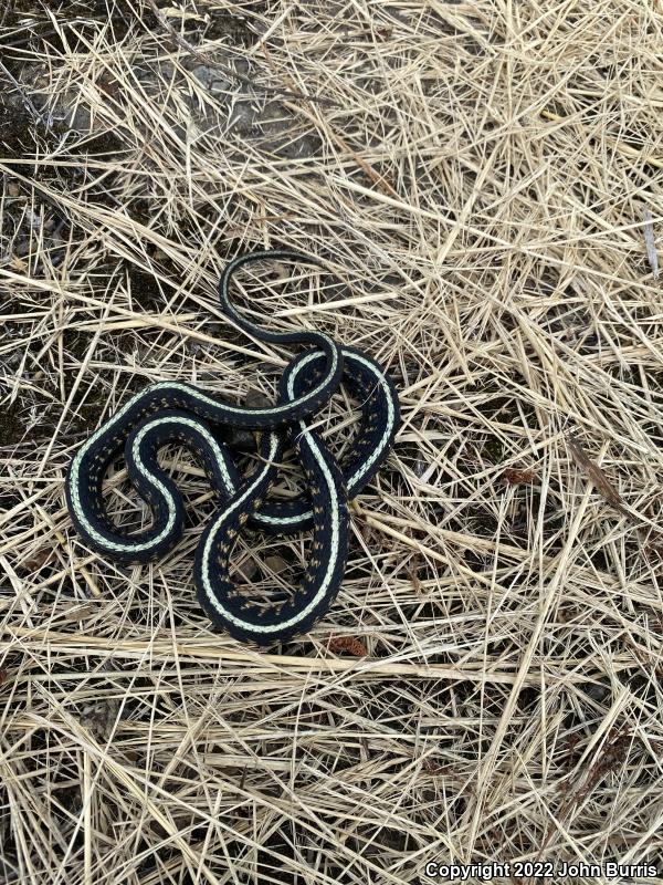 Red-Spotted Gartersnake (Thamnophis sirtalis concinnus)