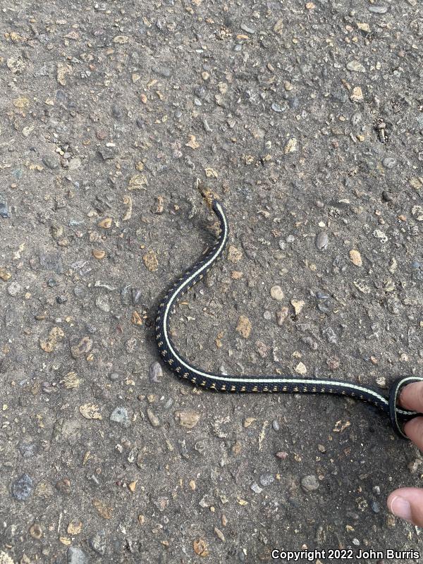 Red-Spotted Gartersnake (Thamnophis sirtalis concinnus)