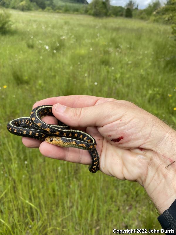 Red-Spotted Gartersnake (Thamnophis sirtalis concinnus)