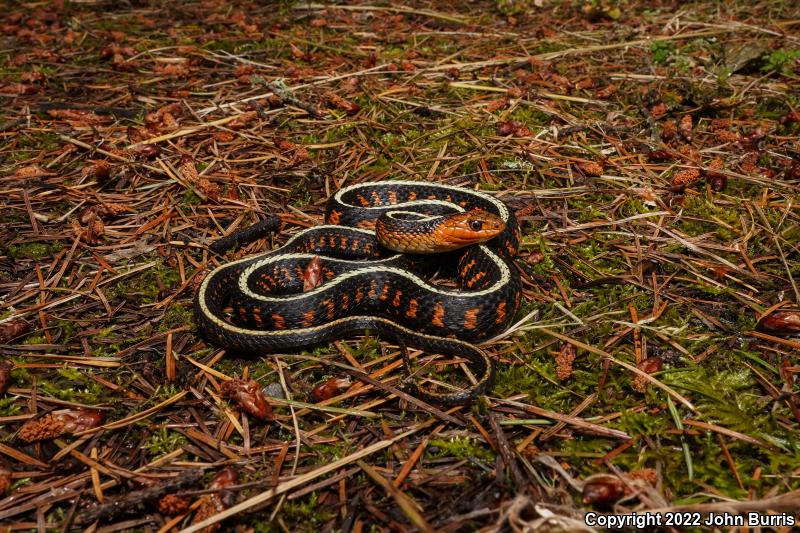 Red-Spotted Gartersnake (Thamnophis sirtalis concinnus)