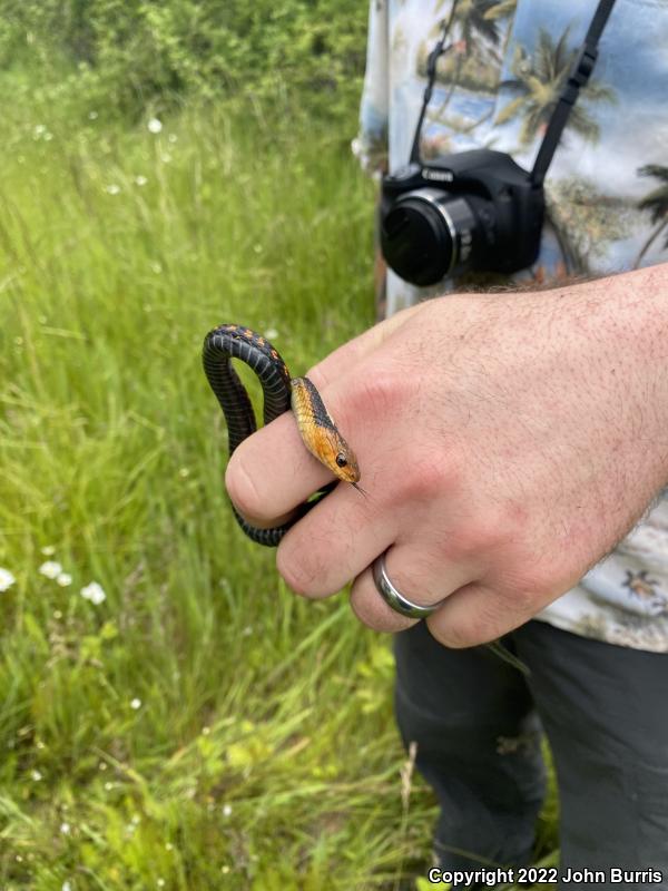 Red-Spotted Gartersnake (Thamnophis sirtalis concinnus)