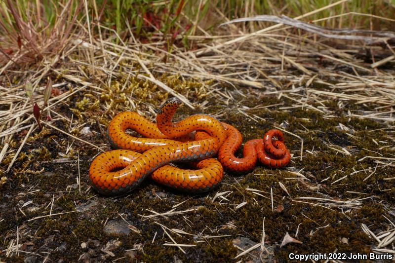 Northwestern Ring-necked Snake (Diadophis punctatus occidentalis)