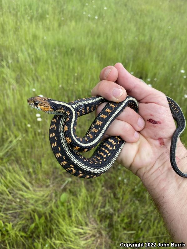 Red-Spotted Gartersnake (Thamnophis sirtalis concinnus)