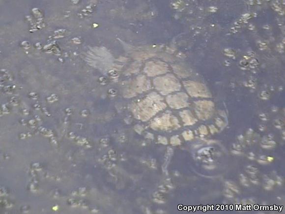 Red-eared Slider (Trachemys scripta elegans)