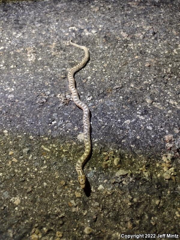 California Glossy Snake (Arizona elegans occidentalis)