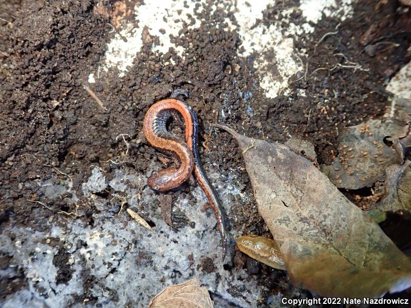 Eastern Red-backed Salamander (Plethodon cinereus)