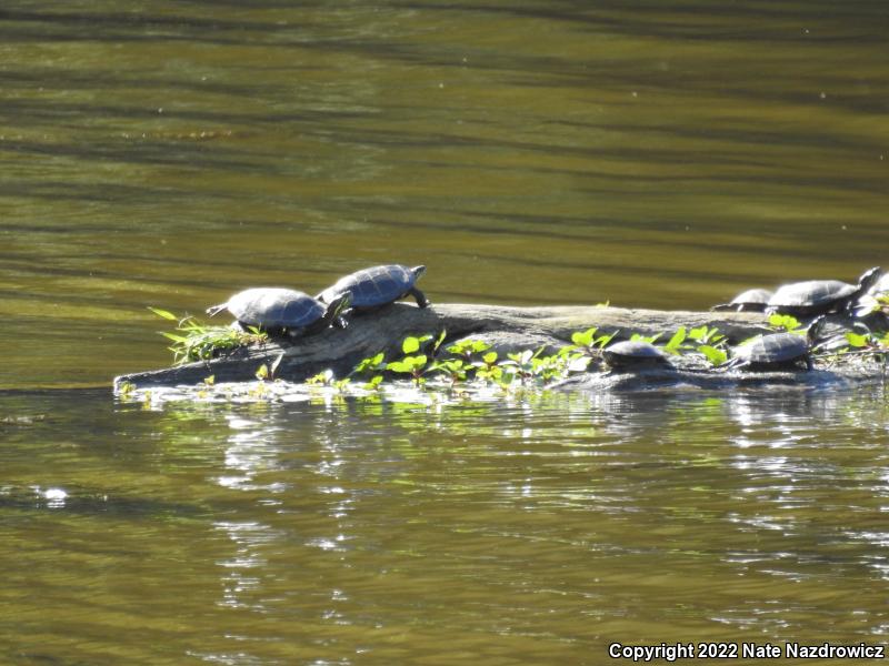 Eastern Painted Turtle (Chrysemys picta picta)