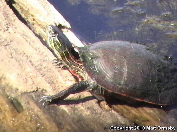 Western Painted Turtle (Chrysemys picta bellii)