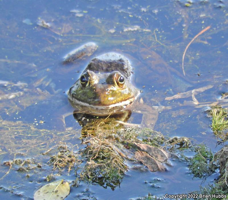 American Bullfrog (Lithobates catesbeianus)