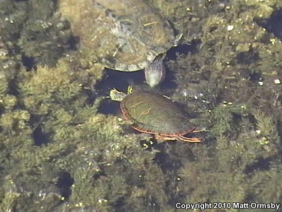 Red-eared Slider (Trachemys scripta elegans)