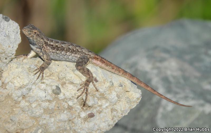 San Joaquin Fence Lizard (Sceloporus occidentalis biseriatus)