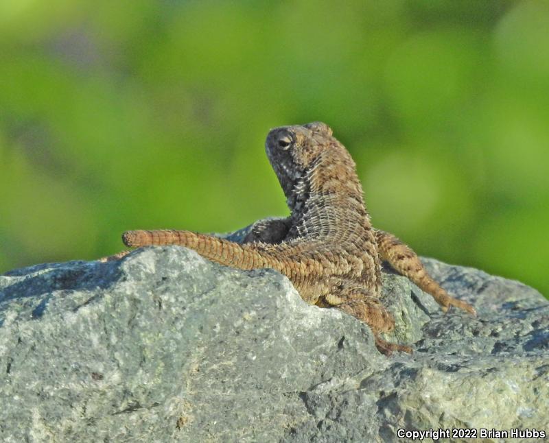 San Joaquin Fence Lizard (Sceloporus occidentalis biseriatus)