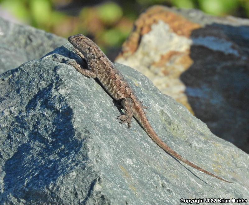 San Joaquin Fence Lizard (Sceloporus occidentalis biseriatus)