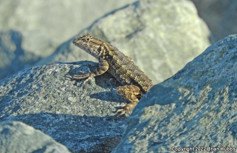 San Joaquin Fence Lizard (Sceloporus occidentalis biseriatus)