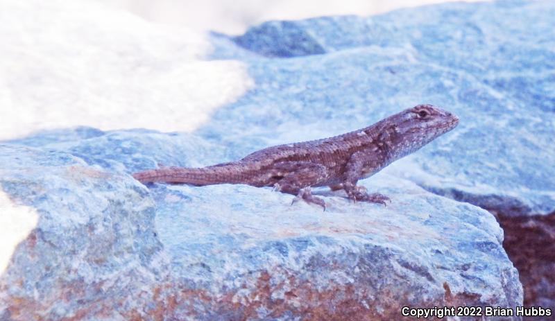 San Joaquin Fence Lizard (Sceloporus occidentalis biseriatus)