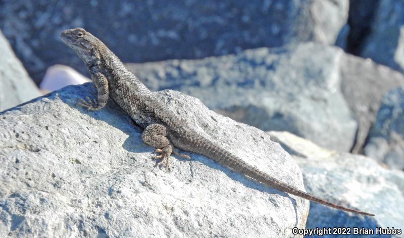 San Joaquin Fence Lizard (Sceloporus occidentalis biseriatus)