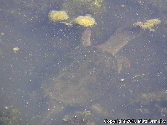 Eastern Snapping Turtle (Chelydra serpentina serpentina)