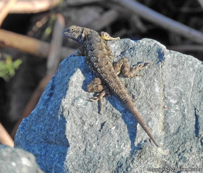 San Joaquin Fence Lizard (Sceloporus occidentalis biseriatus)