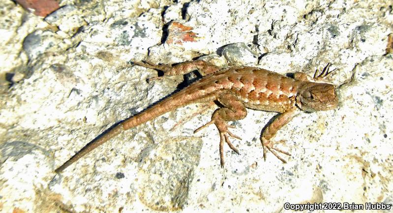 San Joaquin Fence Lizard (Sceloporus occidentalis biseriatus)