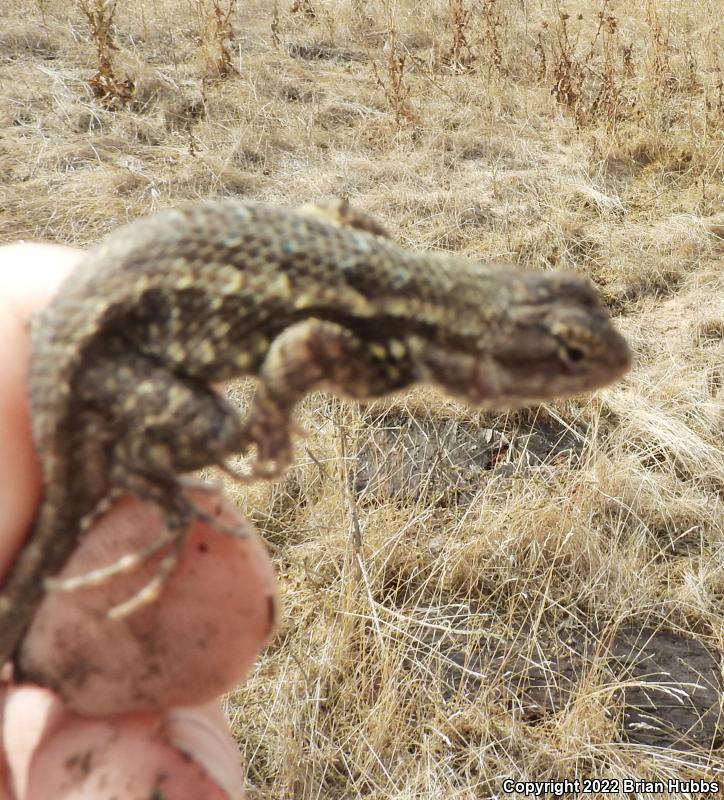 NorthWestern Fence Lizard (Sceloporus occidentalis occidentalis)