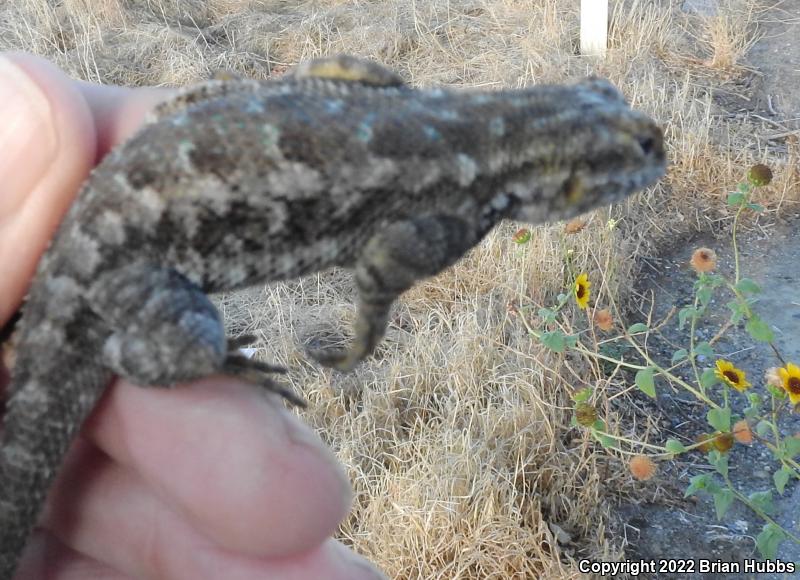 San Joaquin Fence Lizard (Sceloporus occidentalis biseriatus)