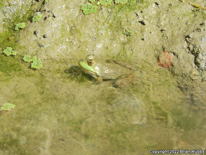 American Bullfrog (Lithobates catesbeianus)