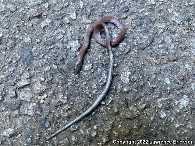 Forest Sharp-tailed Snake (Contia longicaudae)