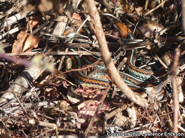 San Francisco Gartersnake (Thamnophis sirtalis tetrataenia)