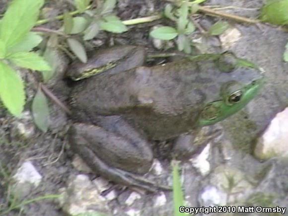 American Bullfrog (Lithobates catesbeianus)