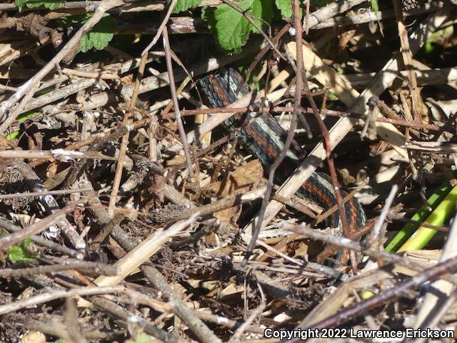 San Francisco Gartersnake (Thamnophis sirtalis tetrataenia)