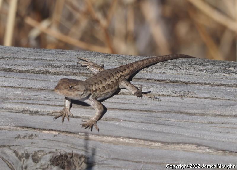 Coast Range Fence Lizard (Sceloporus occidentalis bocourtii)