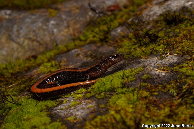 Western Red-backed Salamander (Plethodon vehiculum)