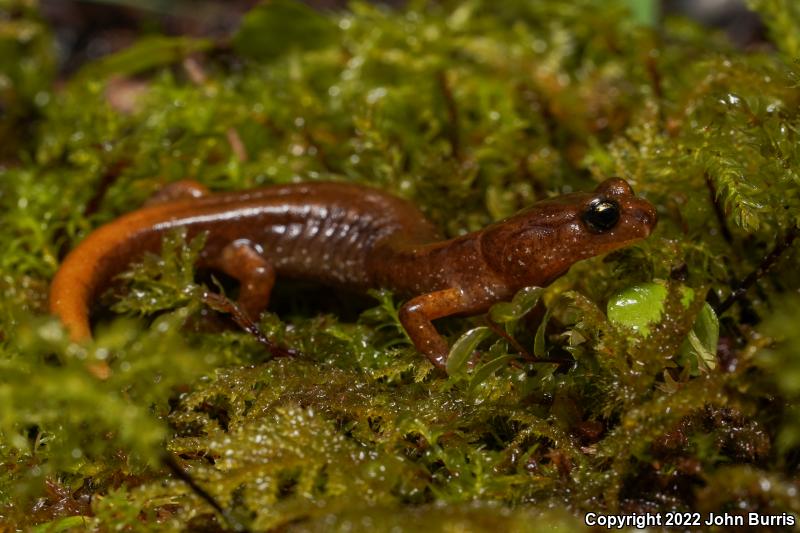 Van Dyke's Salamander (Plethodon vandykei)