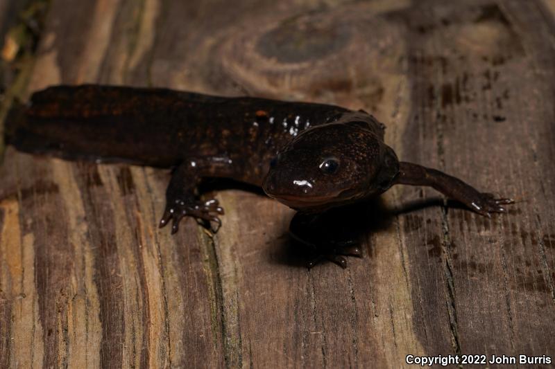 Northwestern Salamander (Ambystoma gracile)