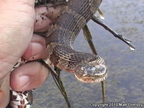 Northern Watersnake (Nerodia sipedon sipedon)