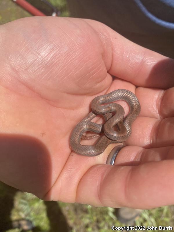 Sharp-tailed Snake (Contia tenuis)