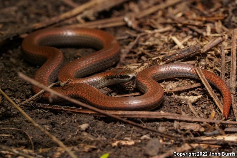 Sharp-tailed Snake (Contia tenuis)