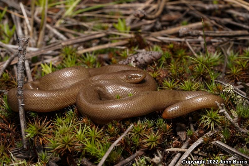 Northern Rubber Boa (Charina bottae)