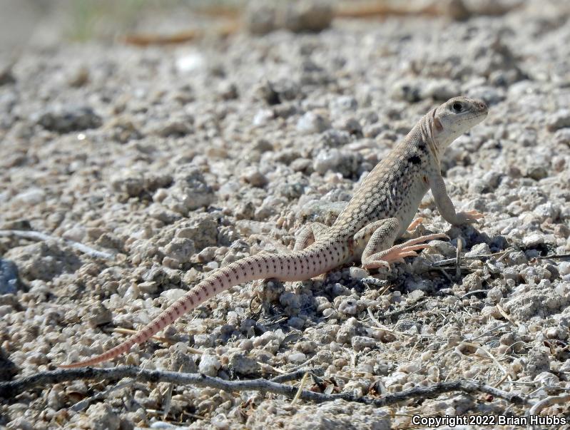 Northern Desert Iguana (Dipsosaurus dorsalis dorsalis)