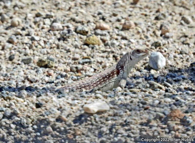 Northern Desert Iguana (Dipsosaurus dorsalis dorsalis)