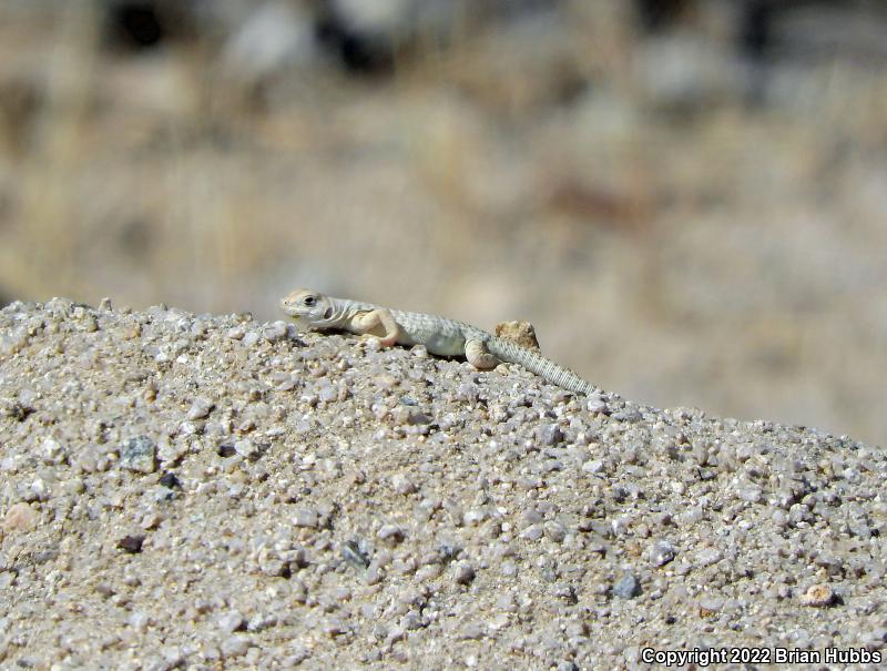 Northern Desert Iguana (Dipsosaurus dorsalis dorsalis)