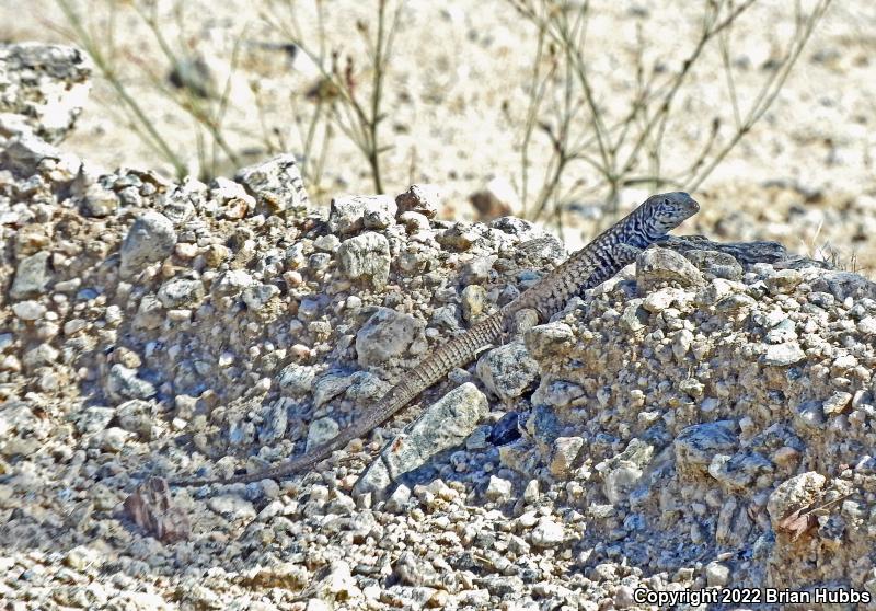 Great Basin Whiptail (Aspidoscelis tigris tigris)