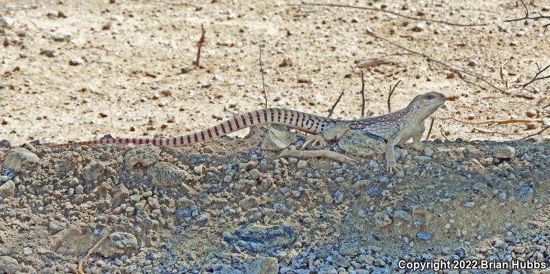 Northern Desert Iguana (Dipsosaurus dorsalis dorsalis)