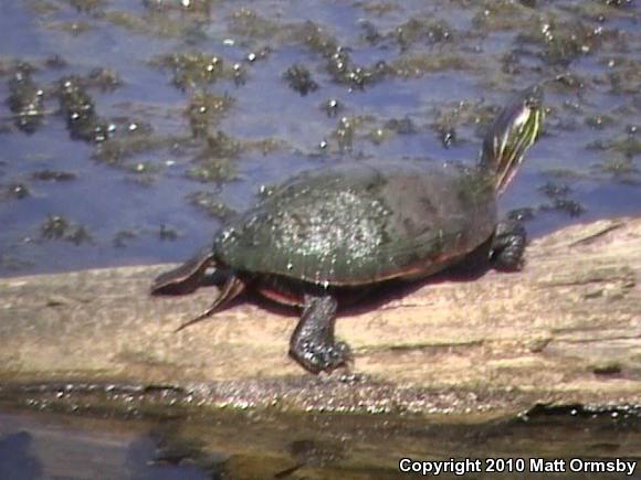 Western Painted Turtle (Chrysemys picta bellii)