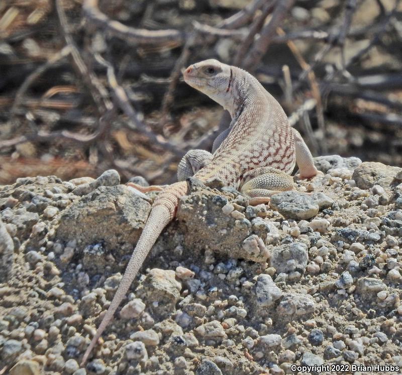 Northern Desert Iguana (Dipsosaurus dorsalis dorsalis)