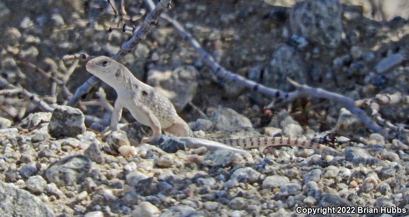 Northern Desert Iguana (Dipsosaurus dorsalis dorsalis)