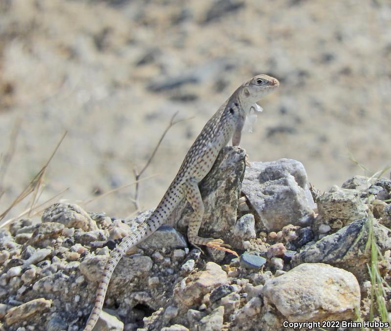 Northern Desert Iguana (Dipsosaurus dorsalis dorsalis)