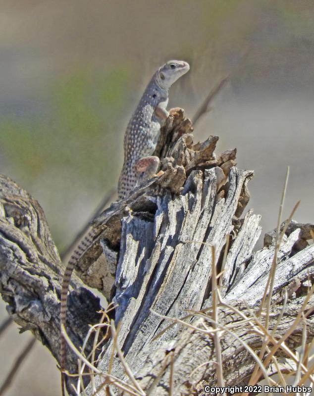 Northern Desert Iguana (Dipsosaurus dorsalis dorsalis)